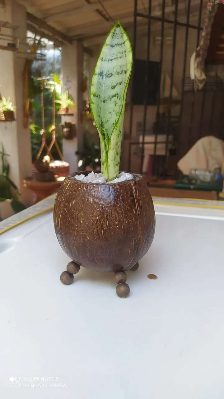 Coconut Plant Pot